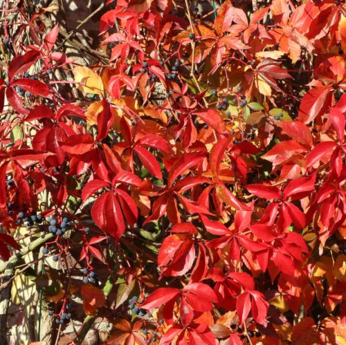 Tapadó vadszőlő 'Engelmannii' fajta - Parthenocissus quinquefolia 'Engelmannii'