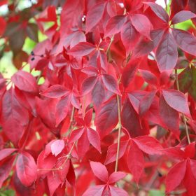   Tapadó vadszőlő 'Red Wall' fajta - Parthenocissus quinquefolia 'Red Wall'