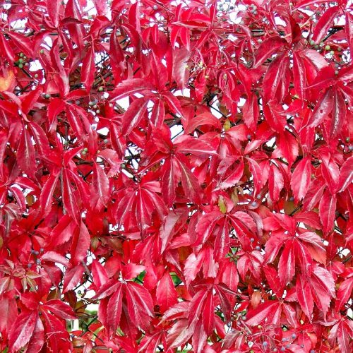 Tapadó vadszőlő 'Red Wall' fajta - Parthenocissus quinquefolia 'Red Wall'