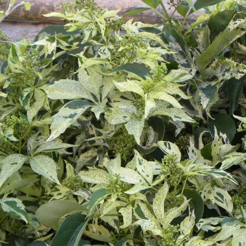 Tapadó vadszőlő 'Star Showers' fajta - Parthenocissus quinquefolia 'Star Showers'