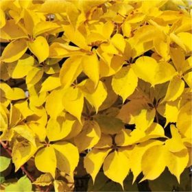   Tapadó vadszőlő 'Yellow Wall' fajta - Parthenocissus quinquefolia 'Yellow Wall'