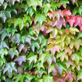   Háromkaréjú vadszőlő 'Veitchii' fajta - Parthenocissus tricuspidata 'Veitchii'