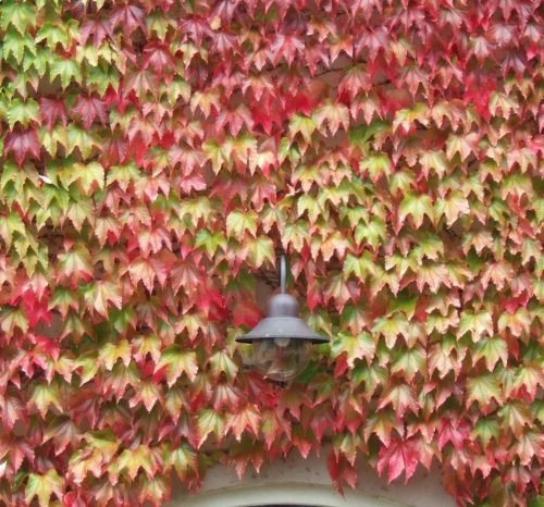 Háromkaréjú vadszőlő 'Veitchii' fajta - Parthenocissus tricuspidata 'Veitchii'