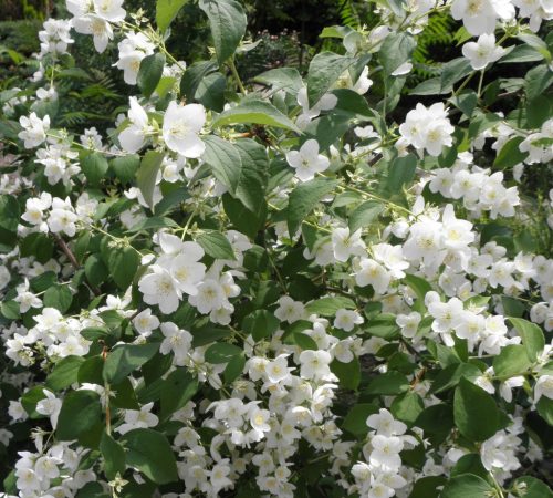 Közönséges jezsámen - Philadelphus coronarius