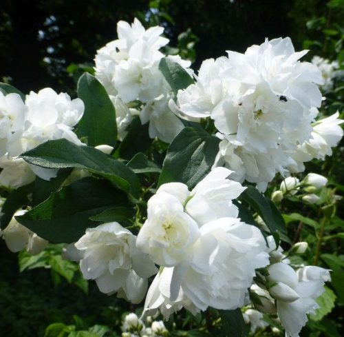 Közönséges jezsámen 'Girandole' fajta - Philadelphus coronarius 'Girandole'