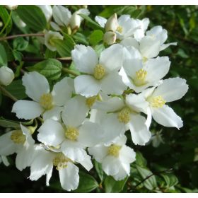   Közönséges jezsámen 'Erectus' fajta - Philadelphus 'Erectus'