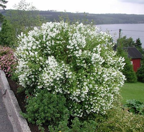 Jezsámen 'Mont Blanc' fajta - Philadelphus 'Mont Blanc'