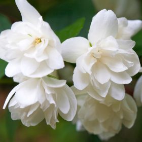   Jezsámen 'Snowbelle' fajta - Philadelphus 'Snowbelle'