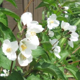   Jezsámen 'Waterton' fajta - Philadelphus lewisii 'Waterton'