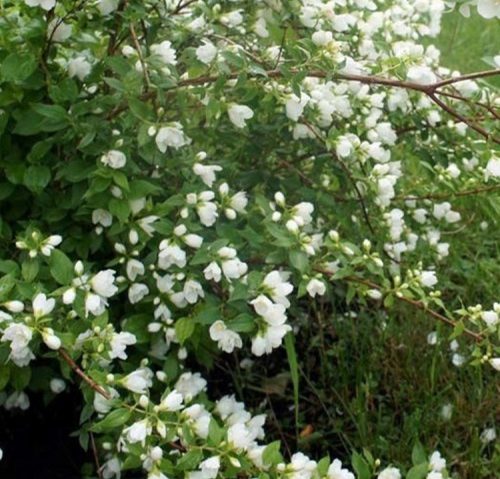 Jezsámen 'Waterton' fajta - Philadelphus lewisii 'Waterton'