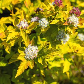   Arany hólyagvessző 'Dart's Gold' fajta - Physocarpus opulifolius 'Dart's Gold'