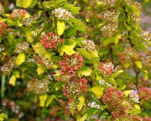 Arany hólyagvessző 'Dart's Gold' fajta - Physocarpus opulifolius 'Dart's Gold'