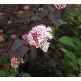   Bangitalveleű hólyagvessző 'Diable'd Or' fajta - Physocarpus opulifolius 'Diable d'Or'