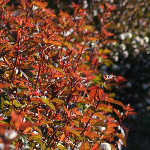 Bangitalveleű hólyagvessző 'Diable'd Or' fajta - Physocarpus opulifolius 'Diable d'Or'