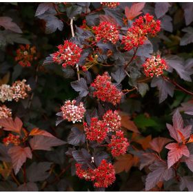   Bangitalevelű hólyagvessző 'Diabolo' fajta - Physocarpus opulifolius 'Diabolo' 