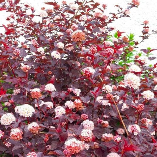Bangitalevelű hólyagvessző 'Lady in Red' fajta - Physocarpus opulifolius 'Lady in Red'