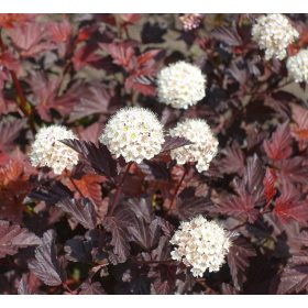   Bangitalevelű hólyagvessző 'Little Angel' fajta - Physocarpus opulifolius 'Little Angel'