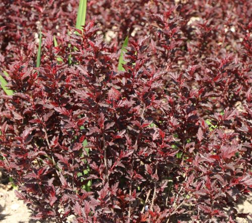 Bangitalevelű hólyagvessző 'Little Angel' fajta - Physocarpus opulifolius 'Little Angel'