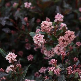   Bangitalevelű hólyagvessző 'Little Devil' fajta - Physocarpus opulifolius 'Little Devil'