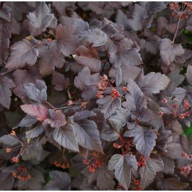   Bangitalevelű hólyagvessző 'Red Baron' fajta - Physocarpus opulifolius 'Red Baron' 
