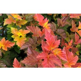   Bangitalevelű hólyagvessző 'Magic Ball' fajta - Physocarpus opulifolius 'Magic Ball' 