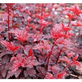   Bangitalevelű hólyagvessző 'Schuch' fajta - Physocarpus opulifolius 'Schuch'