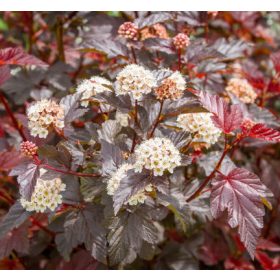   Bangitalevelű hólyagvessző 'Zdechovice' fajta - Physocarpus opulifolius 'Zdechovice'
