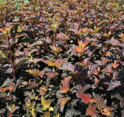 Bangitalevelű hólyagvessző 'Zdechovice' fajta - Physocarpus opulifolius 'Zdechovice'