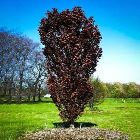   Oszlopos vérnyárfa 'Purple Tower' fajta - Populus deltoides 'Purple Tower'