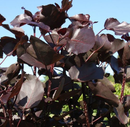 Oszlopos vérnyárfa 'Purple Tower' fajta - Populus deltoides 'Purple Tower'