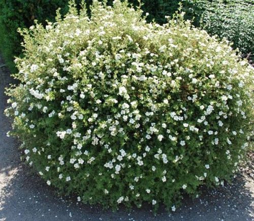 Cserjés pimpó 'Abbotswood' fajta - Potentilla fruticosa 'Abbotswood'