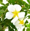 Cserjés pimpó 'Bella Bianca' fajta - Potentilla fruticosa 'Bella Bianca'