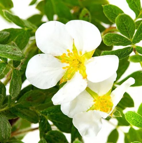 Cserjés pimpó 'Bella Bianca' fajta - Potentilla fruticosa 'Bella Bianca'