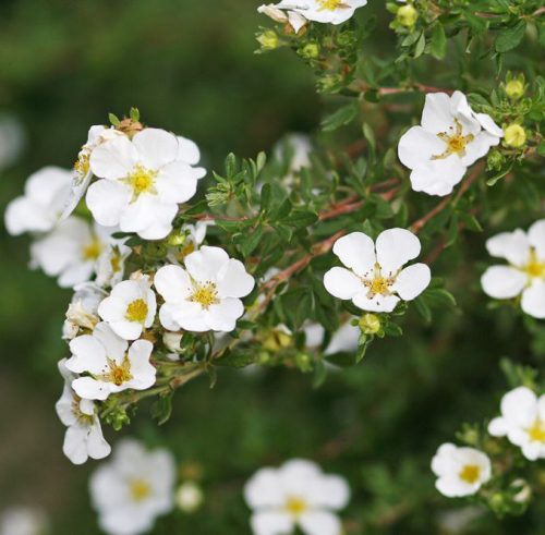 Cserjés pimpó 'Bella Bianca' fajta - Potentilla fruticosa 'Bella Bianca'