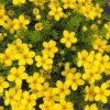 Cserjés pimpó 'Bella Lindsey' fajta - Potentilla fruticosa 'Bella Lindsey'