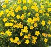 Cserjés pimpó 'Bella Lindsey' fajta - Potentilla fruticosa 'Bella Lindsey'