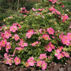   Cserjés pimpó 'Bella Rosa' fajta - Potentilla fruticosa 'Bella Rosa'
