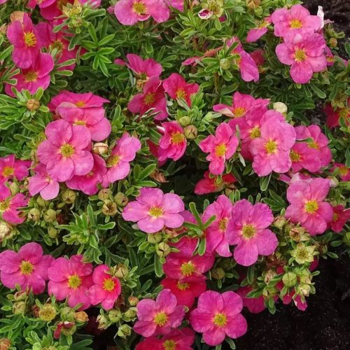 Cserjés pimpó 'Bella Rosa' fajta - Potentilla fruticosa 'Bella Rosa'