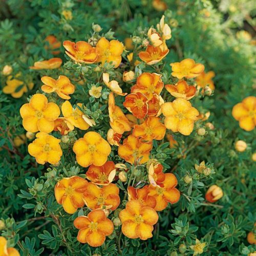 Cserjés pimpó 'Bella Sol' fajta - Potentilla fruticosa 'Bella Sol'