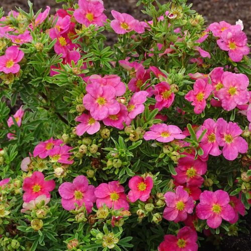 Cserjés pimpó 'Bellissima' fajta - Potentilla fruticosa 'Bellissima'