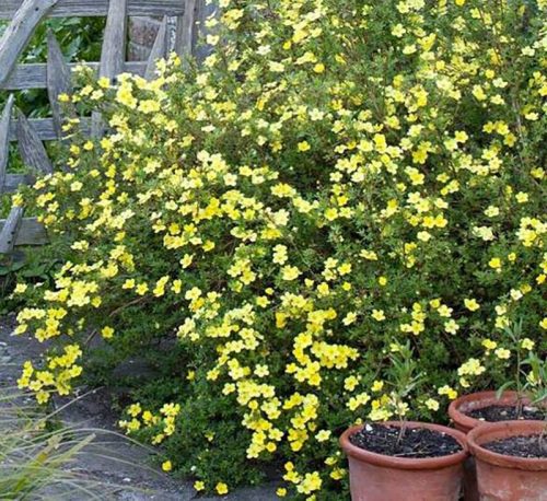 Cserjés pimpó 'Goldfinger' fajta - Potentilla fruticosa 'Goldfinger'