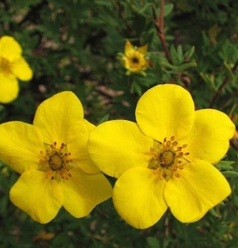 Cserjés pimpó 'Goldstar' fajta - Potentilla fruticosa 'Goldstar'
