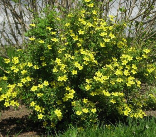 Cserjés pimpó 'Hachmann's Gigant' fajta - Potentilla fruticosa 'Hachmann's Gigant'