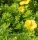 Cserjés pimpó 'Kobold' fajta - Potentilla fruticosa 'Kobold'