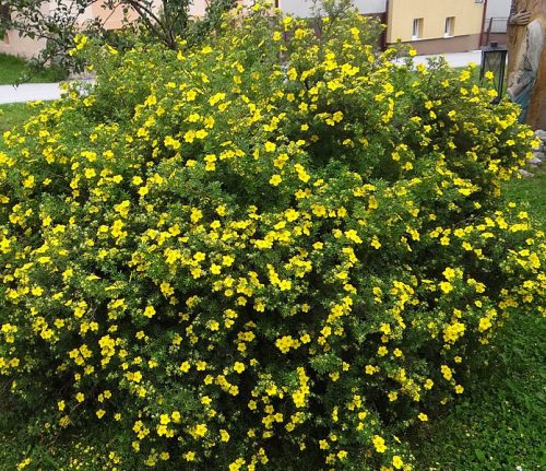 Cserjés pimpó 'Kobold' fajta - Potentilla fruticosa 'Kobold'