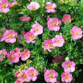   Cserjés pimpó 'Lovely Pink' fajta - Potentilla fruticosa 'Lovely Pink'