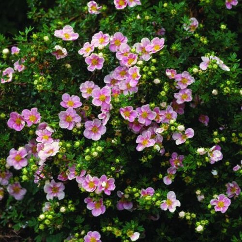 Cserjés pimpó 'Lovely Pink' fajta - Potentilla fruticosa 'Lovely Pink'