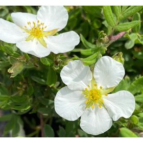   Cserjés pimpó 'McKay's White' fajta - Potentilla fruticosa 'McKay's White'