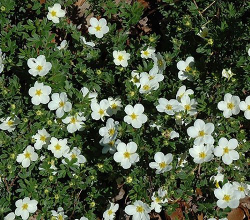 Cserjés pimpó 'McKay's White' fajta - Potentilla fruticosa 'McKay's White'
