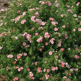   Cserjés pimpó 'Pink Paradise' fajta - Potentilla fruticosa 'Pink Paradise'